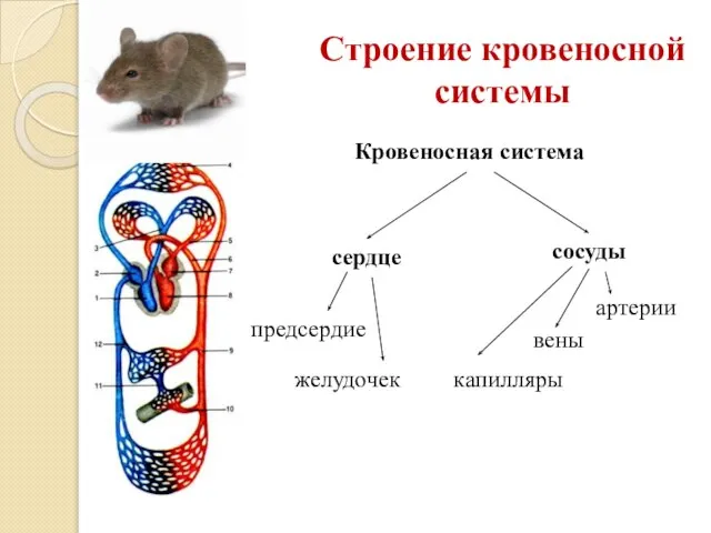 Строение кровеносной системы Кровеносная система сердце сосуды предсердие желудочек артерии вены капилляры