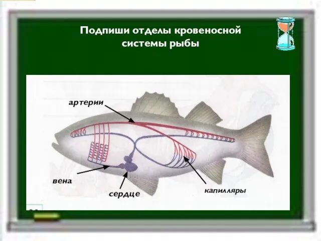 Подпиши отделы кровеносной системы рыбы сердце вена артерии капилляры