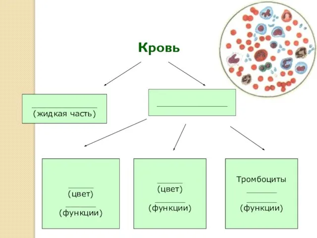 Кровь _____________ (жидкая часть) ______________ _____ (цвет) ______ (функции) _____ (цвет) ______