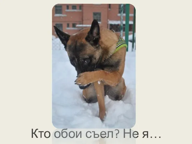 Кто обои съел? Не я…