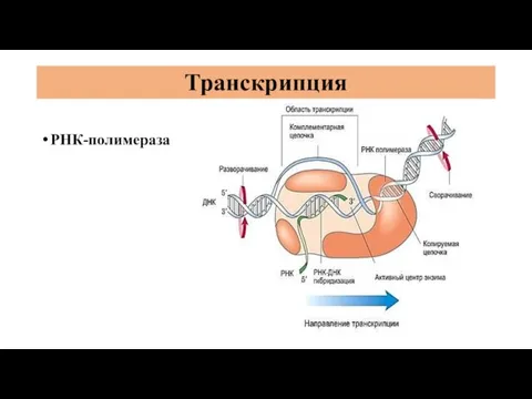 Транскрипция РНК-полимераза