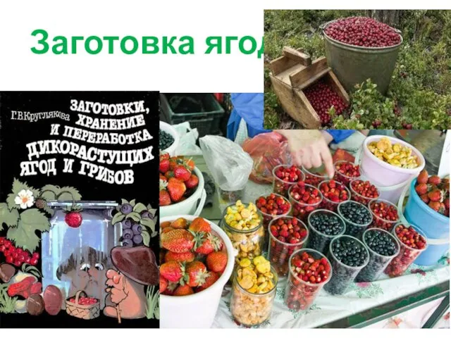 Заготовка ягод