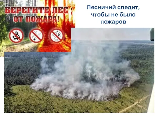 Лесничий следит, чтобы не было пожаров