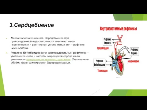 3.Сердцебиение Механизм возникновения. Сердцебиение при правосердечной недостаточности возникает из-за переполнения и растяжения