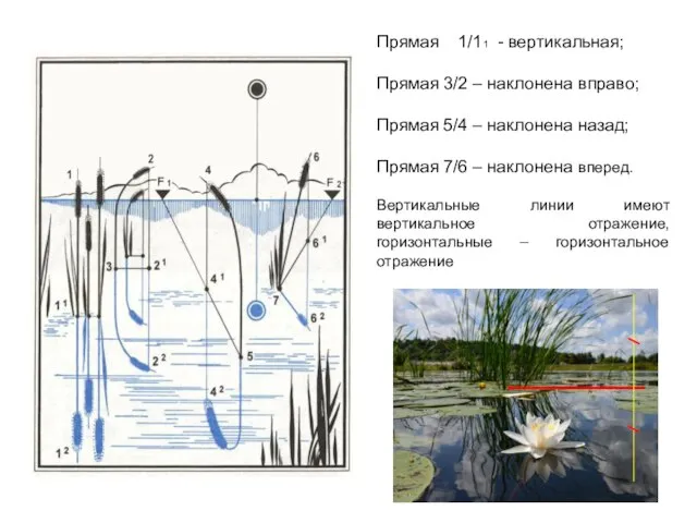 Прямая 1/11 - вертикальная; Прямая 3/2 – наклонена вправо; Прямая 5/4 –