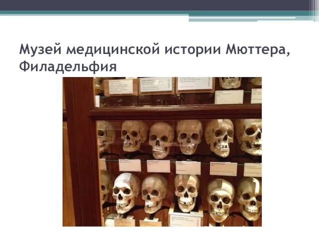 Музей медицинской истории Мюттера, Филадельфия