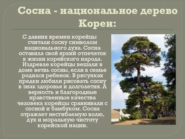 Сосна - национальное дерево Кореи: С давних времен корейцы считали сосну символом