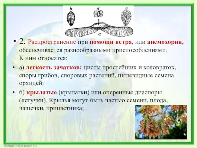 2. Распространение при помощи ветра, или анемохория, обеспечивается разнообразными приспособлениями. К ним