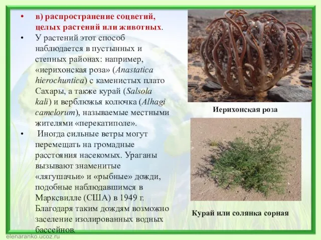 в) распространение соцветий, целых растений или животных. У растений этот способ наблюдается