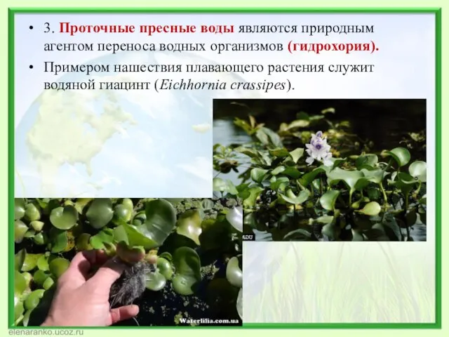 3. Проточные пресные воды являются природным агентом переноса водных организмов (гидрохория). Примером