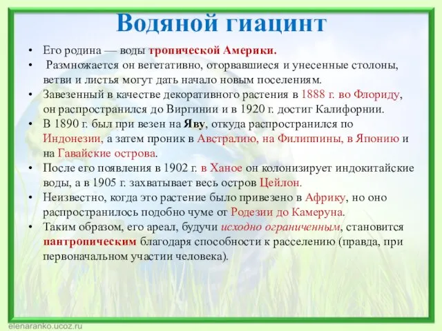 Водяной гиацинт Его родина — воды тропической Америки. Размножается он вегетативно, оторвавшиеся