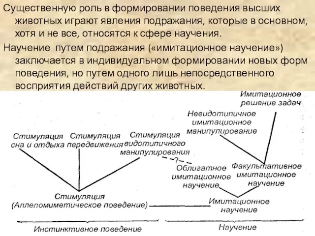 Существенную роль в формировании поведения высших животных играют явления подражания, которые в