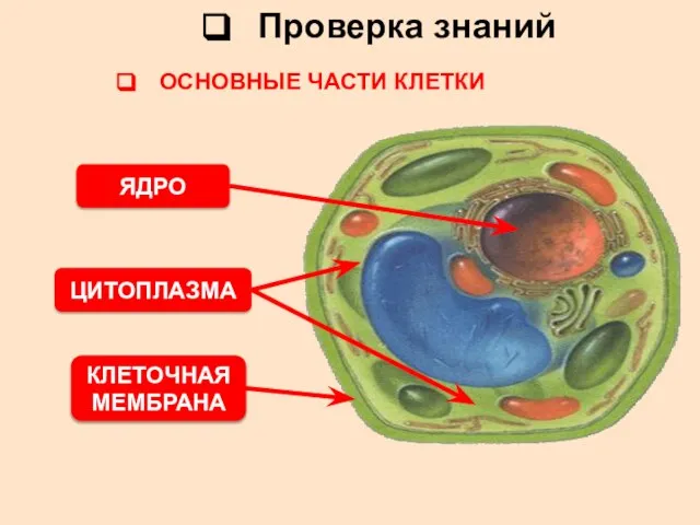 ОСНОВНЫЕ ЧАСТИ КЛЕТКИ ЯДРО ЦИТОПЛАЗМА КЛЕТОЧНАЯ МЕМБРАНА Проверка знаний