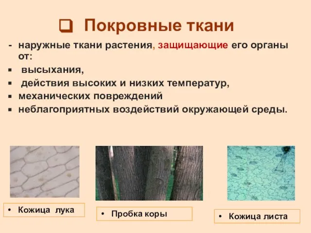 Покровные ткани наружные ткани растения, защищающие его органы от: высыхания, действия высоких