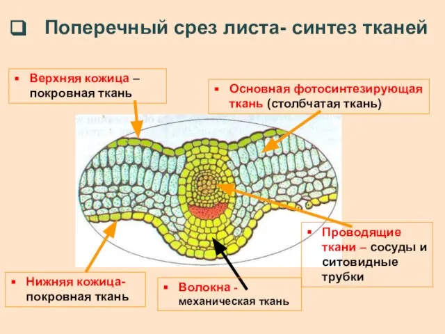 Поперечный срез листа- синтез тканей Верхняя кожица – покровная ткань Основная фотосинтезирующая