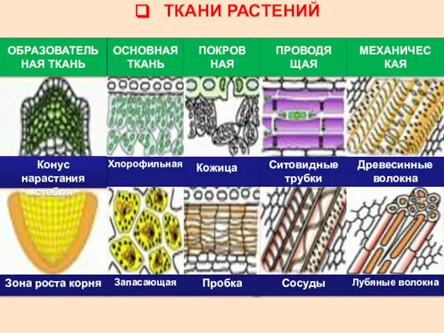 ТКАНИ РАСТЕНИЙ ОБРАЗОВАТЕЛЬНАЯ ТКАНЬ ОСНОВНАЯ ТКАНЬ ПОКРОВ НАЯ ПРОВОДЯ ЩАЯ МЕХАНИЧЕС КАЯ