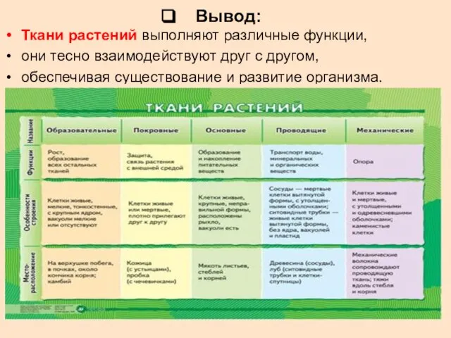 Вывод: Ткани растений выполняют различные функции, они тесно взаимодействуют друг с другом,