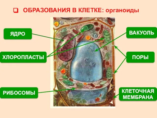 ОБРАЗОВАНИЯ В КЛЕТКЕ: органоиды ЯДРО ХЛОРОПЛАСТЫ РИБОСОМЫ КЛЕТОЧНАЯ МЕМБРАНА ПОРЫ ВАКУОЛЬ