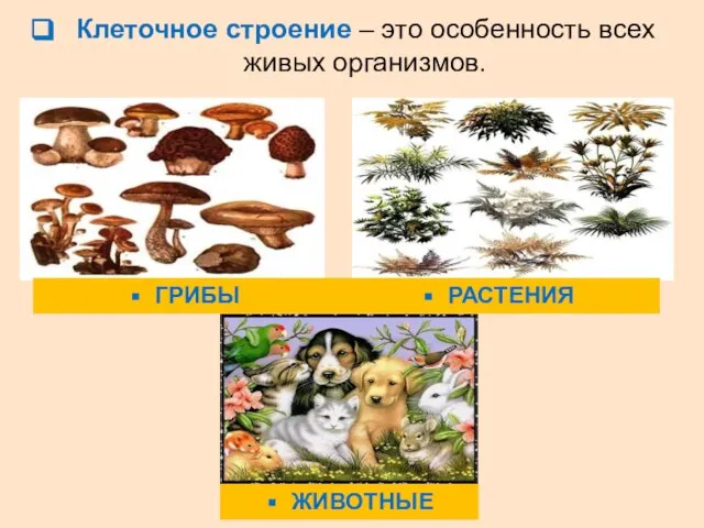 Клеточное строение – это особенность всех живых организмов. ГРИБЫ РАСТЕНИЯ ЖИВОТНЫЕ