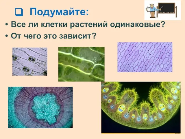 Подумайте: Все ли клетки растений одинаковые? От чего это зависит?