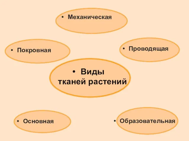 Покровная Механическая Проводящая Основная Образовательная Виды тканей растений