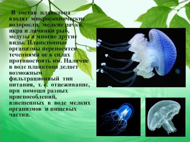 В состав планктона входят микроскопические водоросли, мелкие рачки, икра и личинки рыб,
