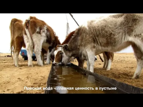 Пресная вода – главная ценность в пустыне