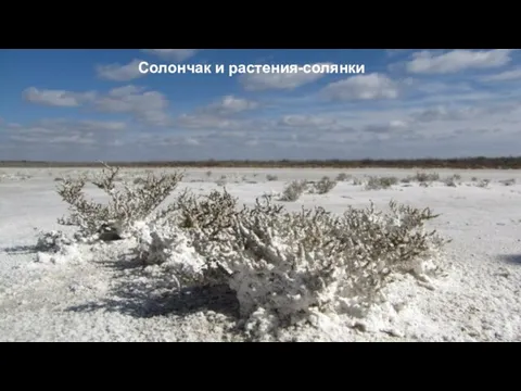 Солончак и растения-солянки