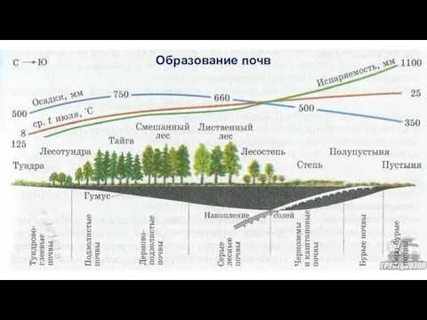 Образование почв