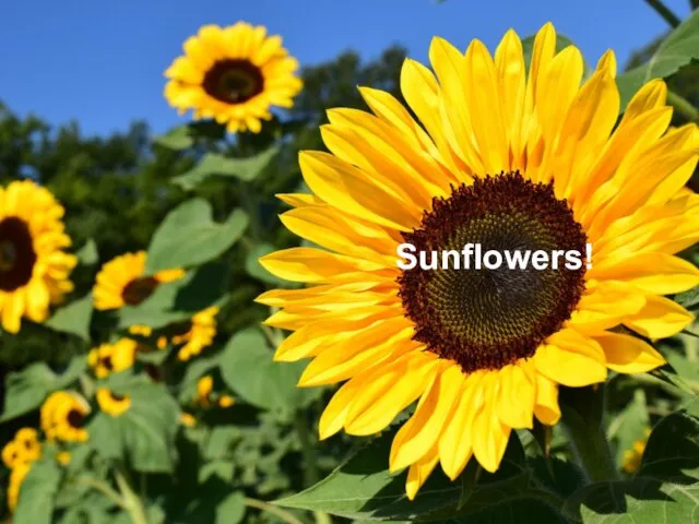 Sunflowers!