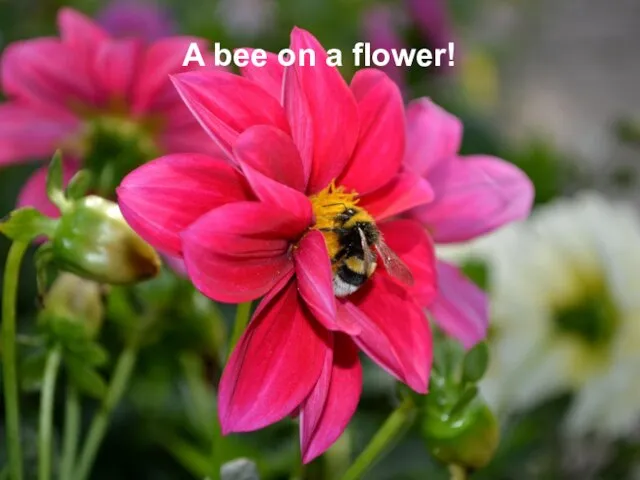 A bee on a flower!
