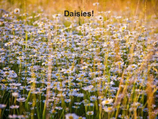 Daisies!