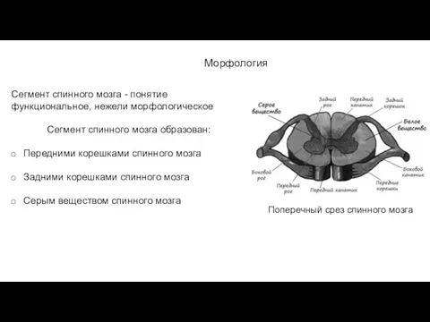 Морфология Сегмент спинного мозга - понятие функциональное, нежели морфологическое Сегмент спинного мозга