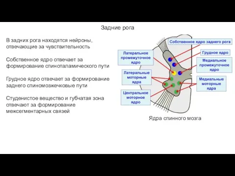 Задние рога Ядра спинного мозга В задних рога находятся нейроны, отвечающие за