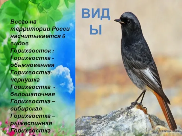 Всего на территории Росси насчитывается 6 видов Горихвосток : Горихвостка -обыкновенная Горихвостка-