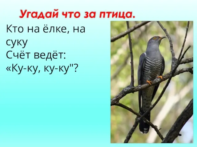 Угадай что за птица. Кто на ёлке, на суку Счёт ведёт: «Ку-ку, ку-ку"?