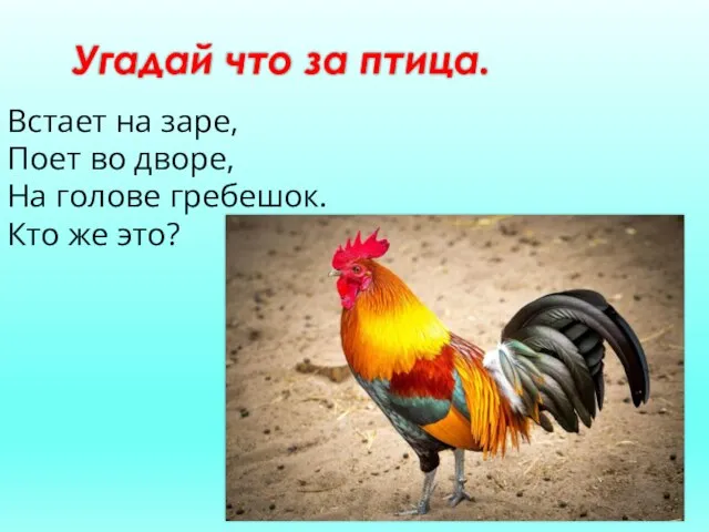 Угадай что за птица. Встает на заре, Поет во дворе, На голове гребешок. Кто же это?