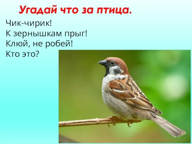 Угадай что за птица. Чик-чирик! К зернышкам прыг! Клюй, не робей! Кто это?