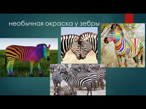 необычная окраска у зебры