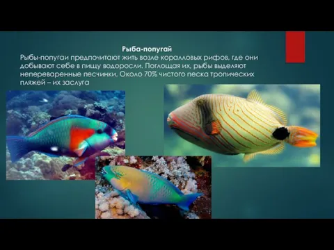 Рыба-попугай Рыбы-попугаи предпочитают жить возле коралловых рифов, где они добывают себе в