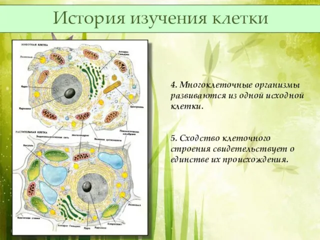 4. Многоклеточные организмы развиваются из одной исходной клетки. 5. Сходство клеточного строения