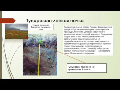 Тундровая глеевая почва Гумусовый горизонт не превышает 5 – 8 см Тундра- северная безлесная природная зона