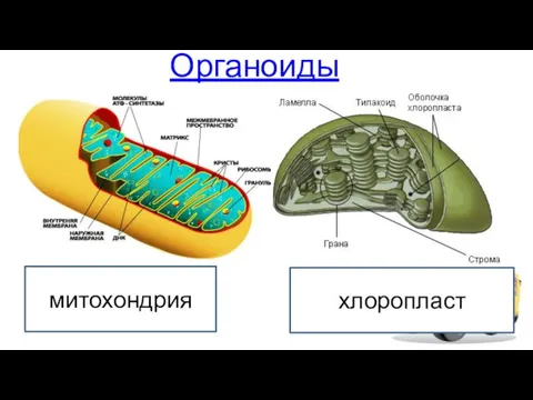 Органоиды митохондрия хлоропласт