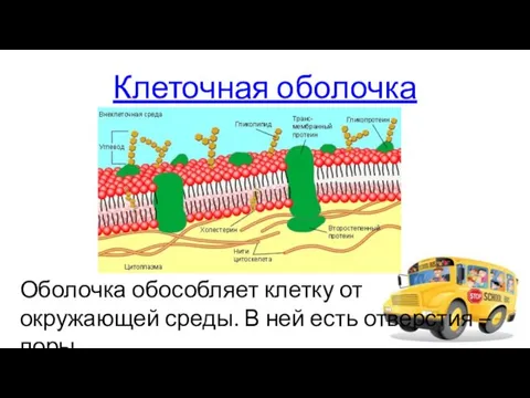 Клеточная оболочка Оболочка обособляет клетку от окружающей среды. В ней есть отверстия – поры.