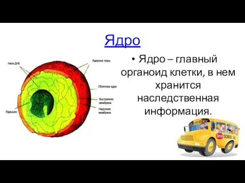 Ядро Ядро – главный органоид клетки, в нем хранится наследственная информация.