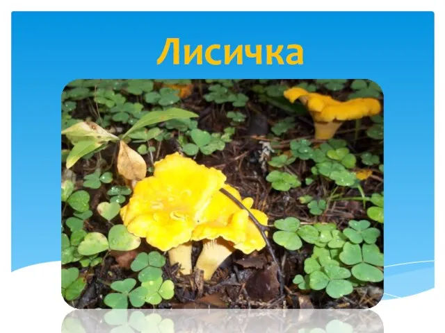 Лисичка