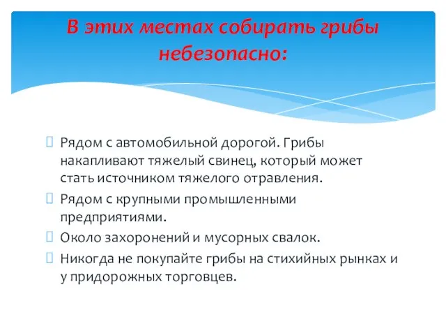 Рядом с автомобильной дорогой. Грибы накапливают тяжелый свинец, который может стать источником