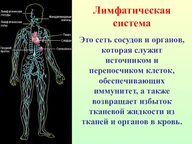 Лимфатическая система Это сеть сосудов и органов, которая служит источником и переносчиком