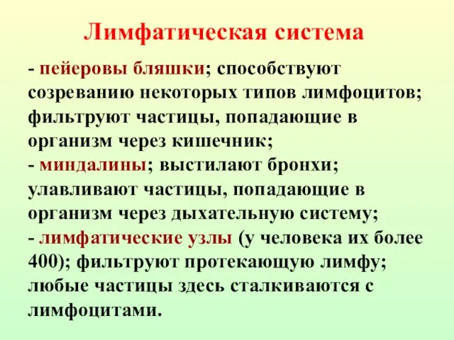 - пейеровы бляшки; способствуют созреванию некоторых типов лимфоцитов; фильтруют частицы, попадающие в