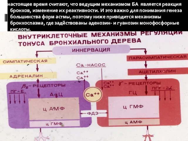 В настоящее время считают, что ведущим механизмом БА является реакция бронхов, изменение